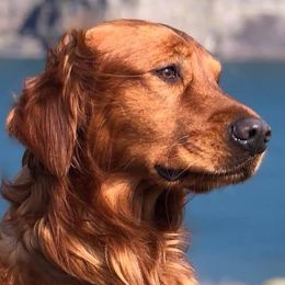Golden Retrievers from Sunset HHF Golden Retrievers