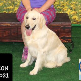 Star - Golden Retriever