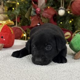 Silver - Black male Labrador Retriever puppy in Kinta, Oklahoma from Beaver Creek Kennels