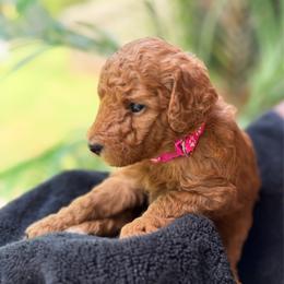 RUBY RED GIRL - Red  female Poodle puppy in Porter, Texas from KD's Luxury Nursery