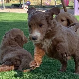 Irish Doodle and Labradoodle Puppies from Bipsi's Doodles