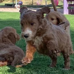 Irish Doodle and Labradoodle Puppies from Bipsi's Doodles