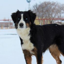 Kiwi - Australian Shepherd