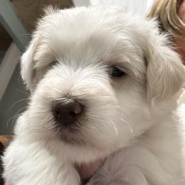 Red - Parti male Miniature Schnauzer puppy in Advance, North Carolina from Sugar Kookie Schnauzers