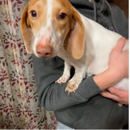 Lulu - Dachshund