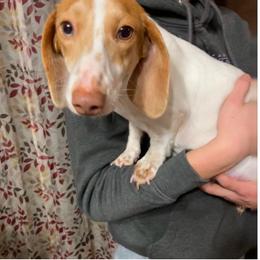 Lulu - Dachshund
