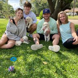Golden Retriever Puppies from Golden Dust Retrievers