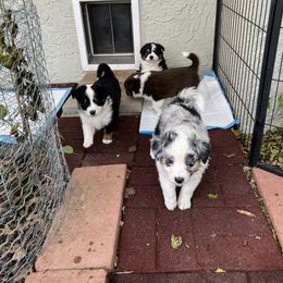 Miniature Australian Shepherd Puppies from Amberwood DD Aussies
