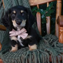 Forest - Black and cream male Dachshund puppy in Wakarusa, Indiana from PuppyLove Dachshunds