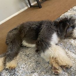 Old English Sheepdogs from Fab OES
