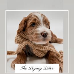 Valor - Red  male Goldendoodle puppy in Hollister, Missouri from Wild Acres Goldendoodles