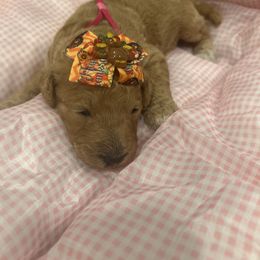 Precious - Red  female Poodle puppy in Mobile, Alabama from Semmy’s Standard Poodle LLC