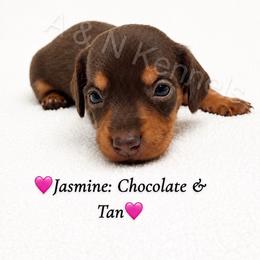 Jasmine - Chocolate and tan female Dachshund puppy in Brandon, Mississippi from A & N Kennel’s Mini Dachshunds