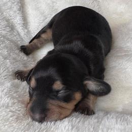 Mina - Black and tan female Dachshund puppy in Wallingford, Kentucky from Hensley Homestead Dachshunds