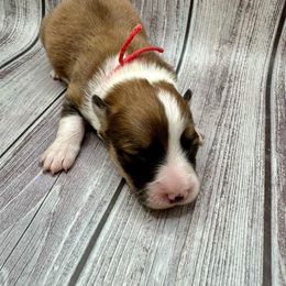 Red Collar Boy Frost - Red male Pembroke Welsh Corgi puppy in Paris, Kentucky from Flat Run Corgis