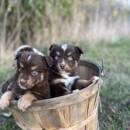 Pumpkin - Red tri female Miniature Australian Shepherd puppy in Bethany, Illinois from Rachel at Marrowbone Creek Aussies