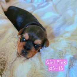 Willow - Black and gold female Yorkshire Terrier puppy in Nitro, West Virginia from Kathryn's Yorkies