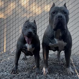 American Bully Puppies from M&M XL Bully Kennel