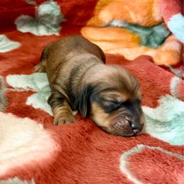 Wednesday - Cream female Dachshund puppy in Crestview, Florida from Neverending Dachies
