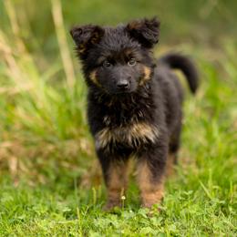 German Shepherds from Diamond Dogs