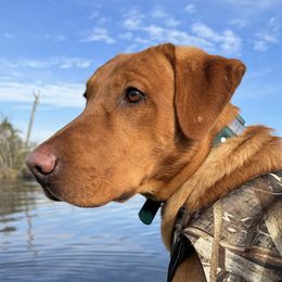 Labrador Retrievers from Oak Hollow Retrievers