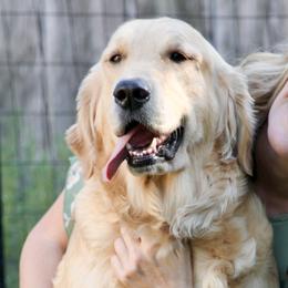 Golden Retrievers from Wise Goldens