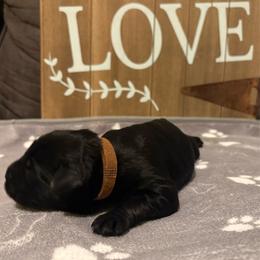 Finn - Black male Giant Schnauzer puppy in Houston, Texas from Elevated Pearl Giants
