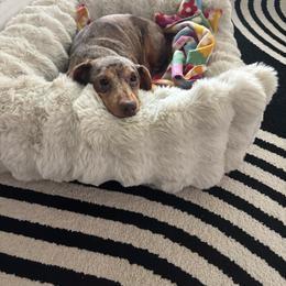 Zoey - Dapple female Dachshund puppy in Tomball, Texas from Gutierrez House of Doxies