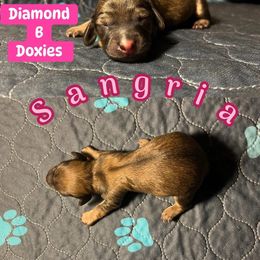 Sangria - Cream female Dachshund puppy in Pilot Point, Texas from Diamond B Doxies