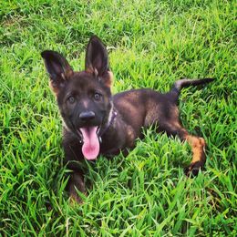 German Shepherd Puppies from Schroderhaus