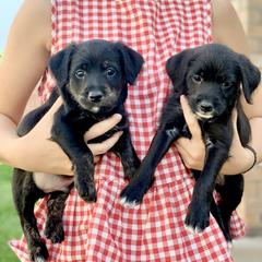 Aussiedoodle and Leopardoodle Puppies from A Puppy Crush