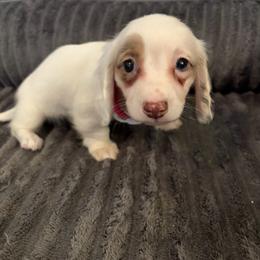 Rosie - Dachshund