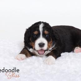 Bernedoodle Puppies from Bernedoodle Bliss