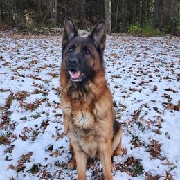 Kimber - German Shepherd