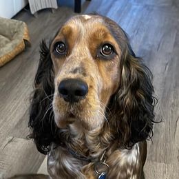 English Springer Spaniels from Krysak’s Springer Spaniels