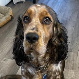 English Springer Spaniels from Krysak’s Springer Spaniels