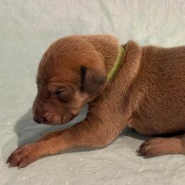 Lime collar boy - Blue fawn male Greyhound puppy in St. Louis, Missouri from Velocitas Greyhounds