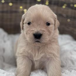 Pink Girl - Golden female Golden Retriever puppy in Silver Lake, Indiana from Seven Hills Goldens