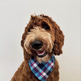Goldendoodle puppies from Alaya Rae doodles