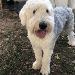 Sarah - Old English Sheepdog