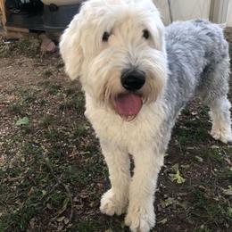 Sarah - Old English Sheepdog