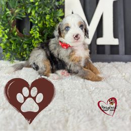 Goldendoodle Puppies from Maryland Designer Doodles