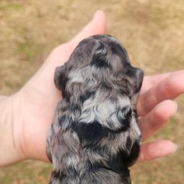 Tinsel - Blue merle female Aussiedoodle puppy in Powder Springs, Georgia from My Classy Doodles