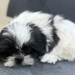 Linus - Black and white male Shih Tzu puppy in Covington, Georgia from Top Hats 2  Shih Tzu’s