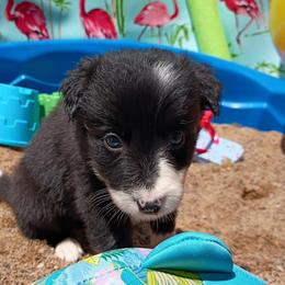 (Toph) Penny - Black and white female Border Collie puppy in Max, Nebraska from Stag Valley Homestead