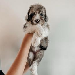 Duchy - Blue merle and white female Sheepadoodle puppy in Wabash, Indiana from DOODCompany