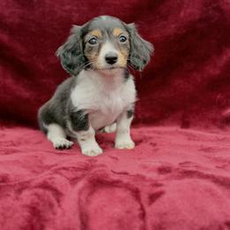 Blue - Black and tan male Dachshund puppy in Trinity, Texas from CBR Mini Dachshunds
