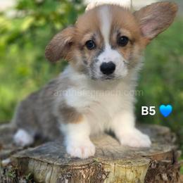 B5 - Red male Pembroke Welsh Corgi puppy in Jacksonville, Texas from ArmnalegRanch LLC