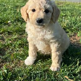 Millie - Cream female Goldendoodle puppy in Lancaster, Kentucky from Dream Paws Puppies, LLC