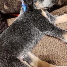 Australian Cattle Dog Puppies from LoveAHeeler